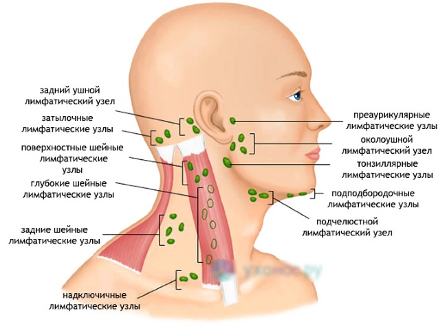 Anatomia facial para cosmetologistas. Músculos, estrutura