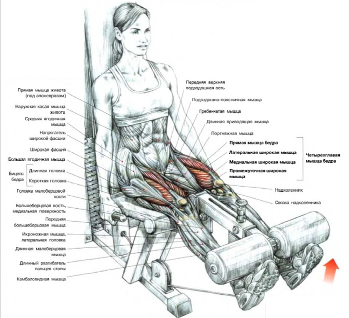 Mở rộng chân trong trình mô phỏng khi ngồi, trên cơ tứ đầu, nằm xuống. Lợi ích, kỹ thuật, cơ hoạt động