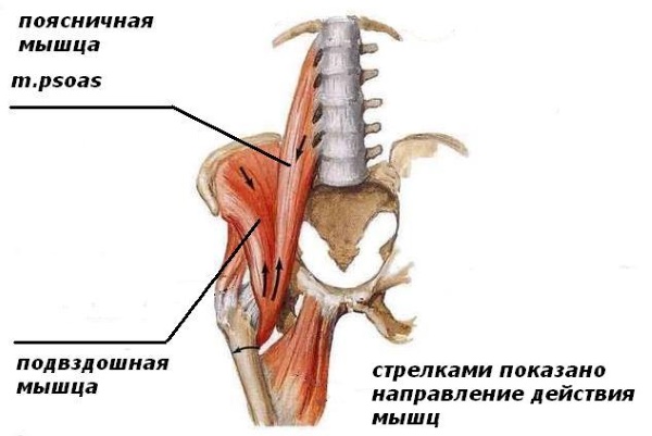 Der Iliopsoas-Muskel. Kräftigungsübungen, Dehnen, Aufpumpen