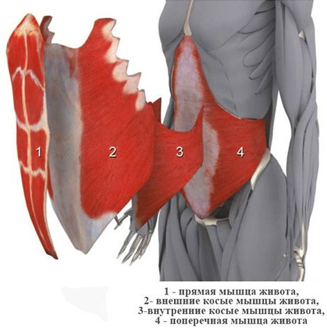 Els músculs oblics de l’abdomen en les nenes. On són, anatomia, exercicis, foto