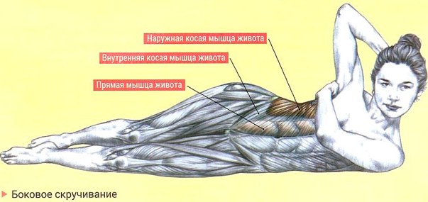 Els músculs oblics de l’abdomen en les nenes. On són, anatomia, exercicis, foto