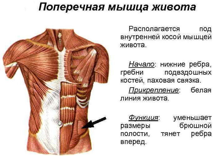 Mięsień poprzeczny brzucha. Anatomia, funkcja, trening mięśni brzucha