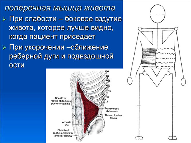 Múscul abdominal transversal. Anatomia, funció, abdominals