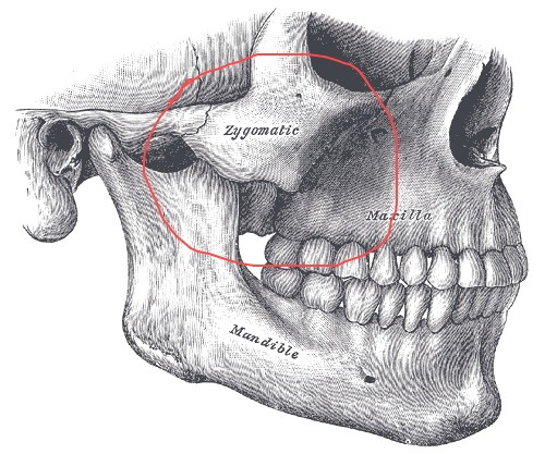 Kości policzkowe to miejsce na twarzy, zdjęcie, anatomia, jak to zrobić